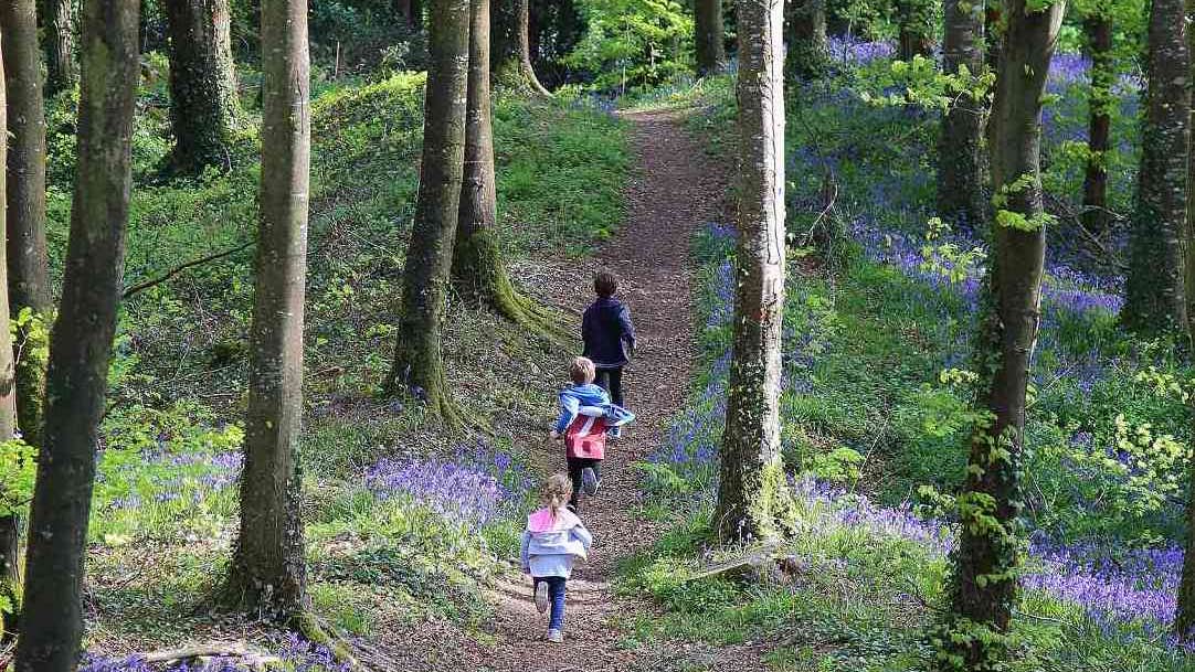 Rear view of children running away on path in woods.