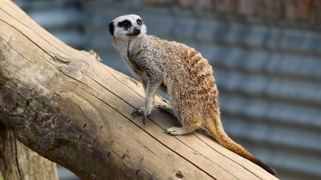 Meercat at Secret Valley Wildlife Park