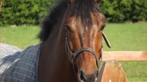 Pony Tales Stables - Lux