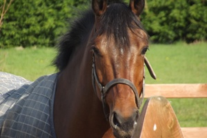 Pony Tales Stables, Kerry
