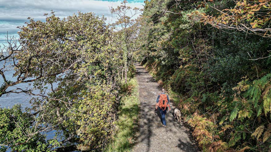 A man walking his dog in Slish Wood Forest in Co Sligo