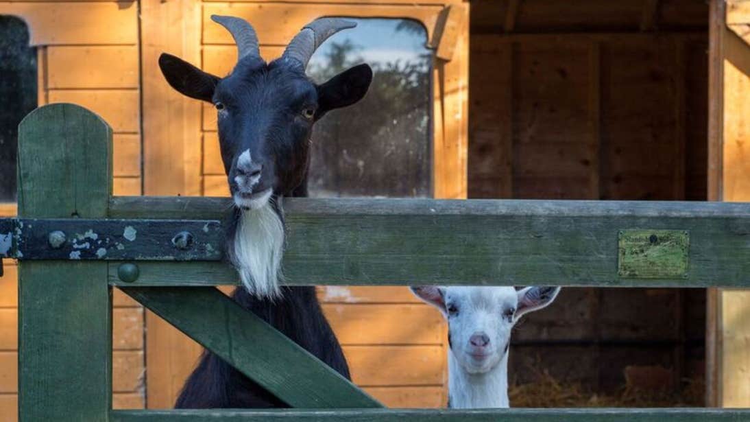 Two goats beside a fence at Lullymore Heritage Park in County Kildare