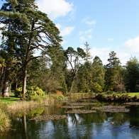 A pond with water lilies on the surface surrounded by trees