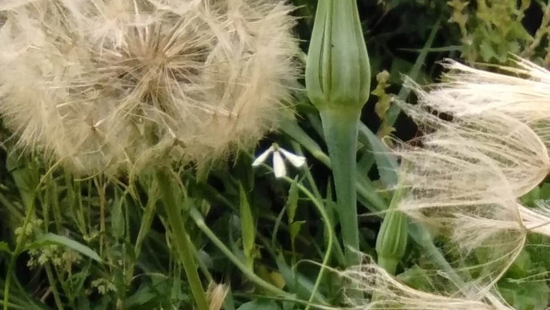 Light beige Seed heads ready to disperse
