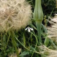 Light beige Seed heads ready to disperse
