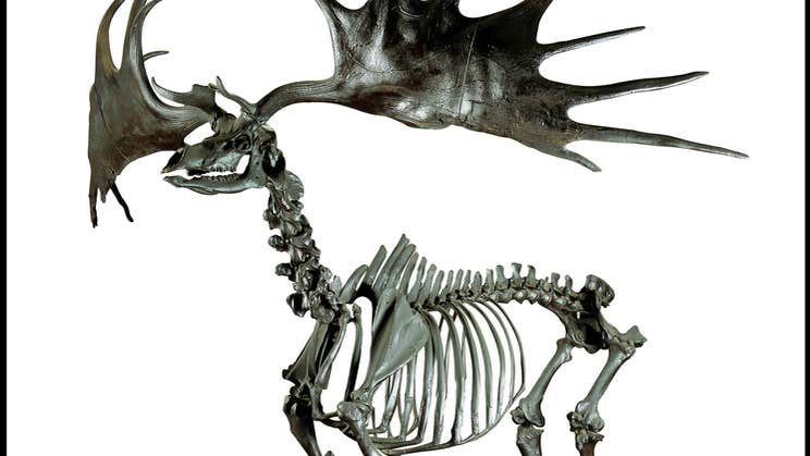 Image Credit: National Museum of Ireland, skeleton on a deer with large antlers