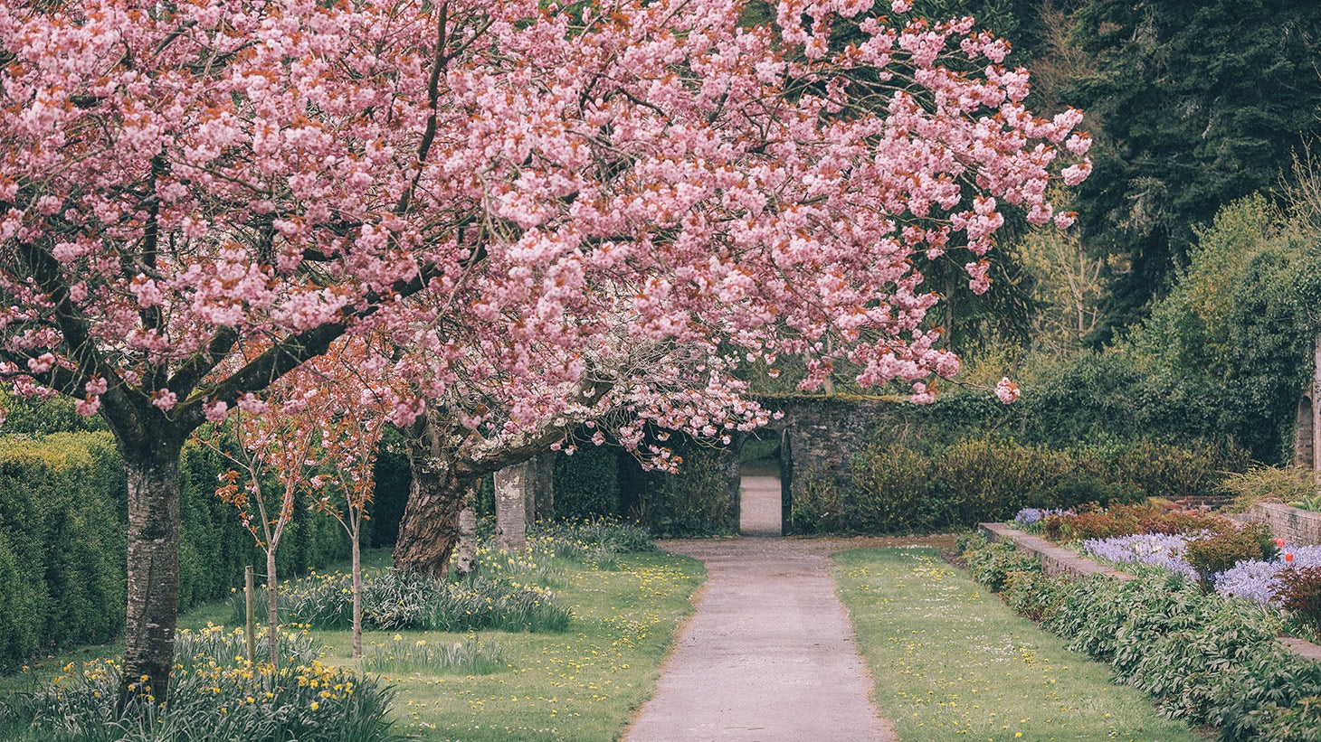 Stroll around the glorious gardens of Birr Castle.