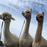 Three alpacas with sky and clouds in the back ground