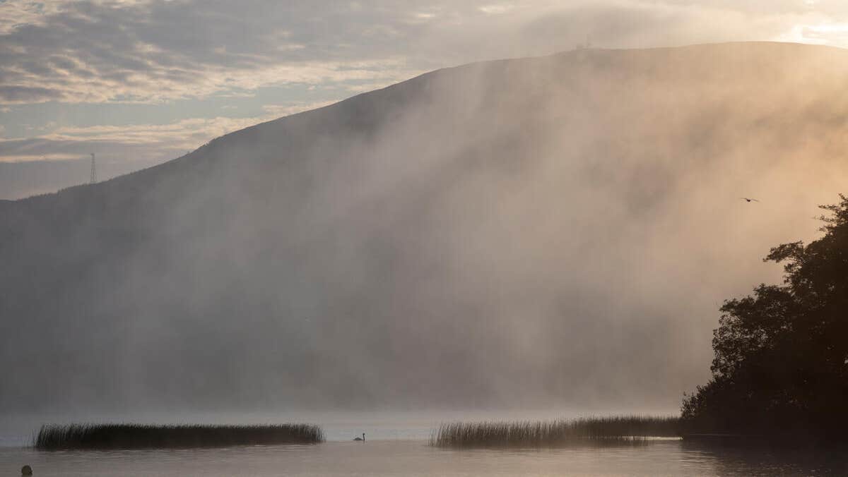 Swan on water between reeds