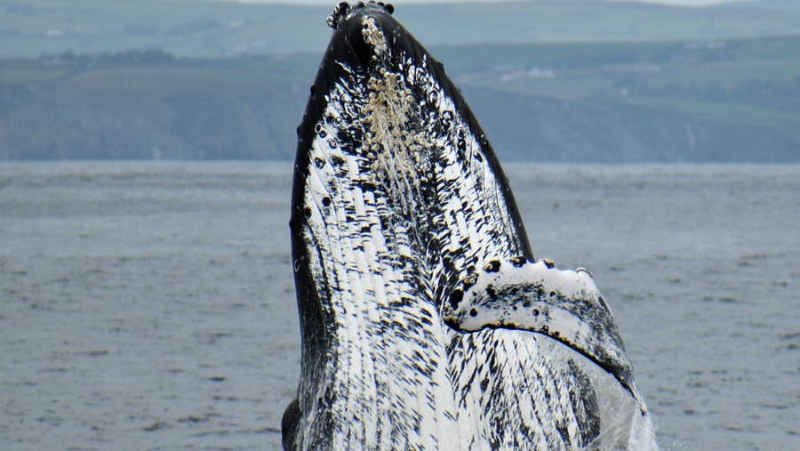 A humpback whale breaching the waters