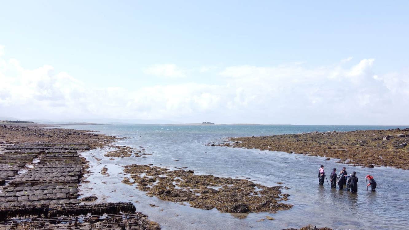 A group of people wading in the sea surrounded by oyster beds