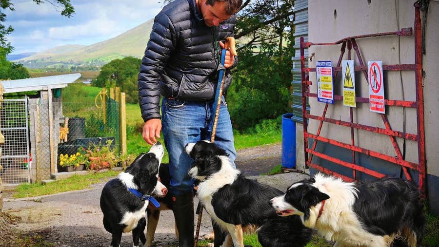A guide on a farm bending down to pet sheepdogs at his feet
