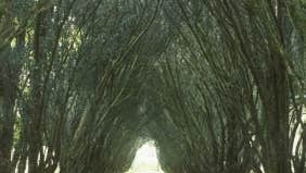 Hew Walk Trees Walk on the grounds