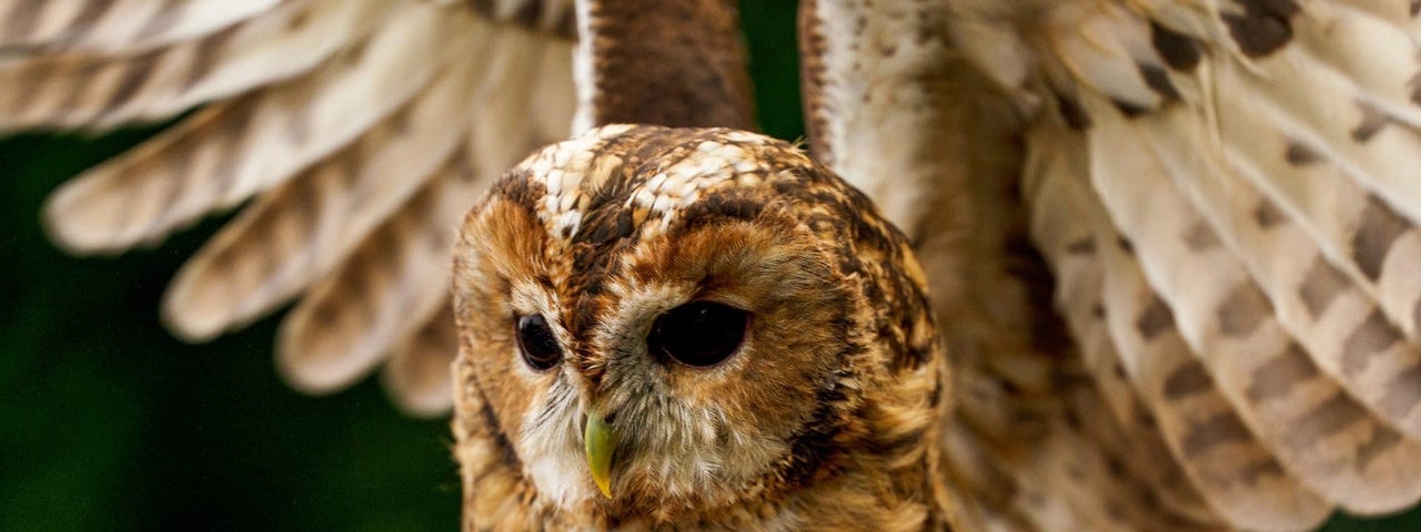 An owl with wings outstretched about to take flight