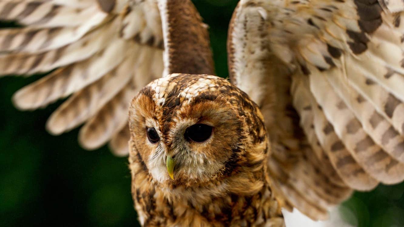 An owl with wings outstretched about to take flight