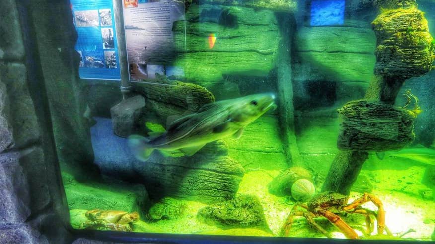 Fish swimming in a tank at Achill Experience Aquarium, Mayo