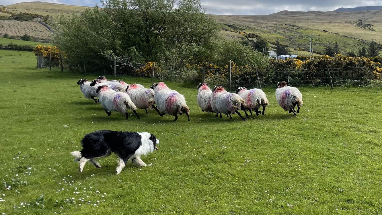 Sheepdog herding sheep in a field with mountains in the background