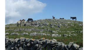 Carran Loop