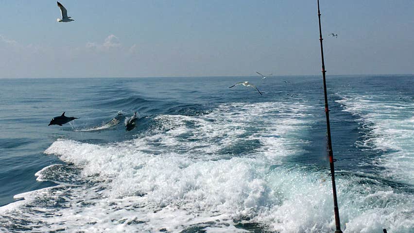 Dolphins and seagulls following the wash of the Tor Mór charter boat