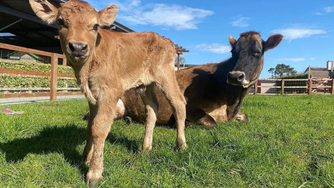 Two cows in a field with a wooden fence in the background