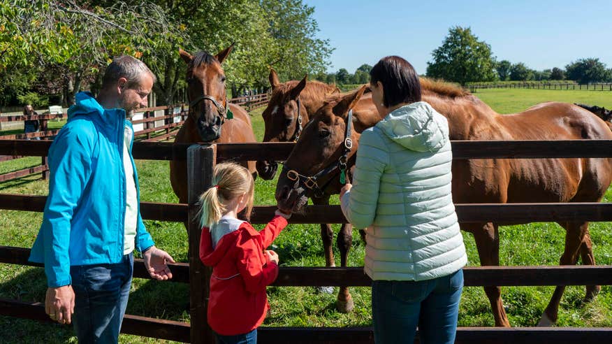 A girl feeding a horse at the Irish National Stud in Kildare.