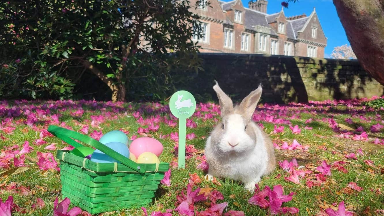 Easter at Wells House and Gardens Wexford, a small basket with different coloured eggs on the ground beside a rabbit with pink petals strewn around and country house in the background.