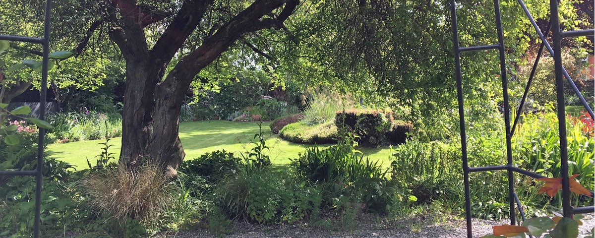 Trees and shrubs in a shaded area with a lawn in the background