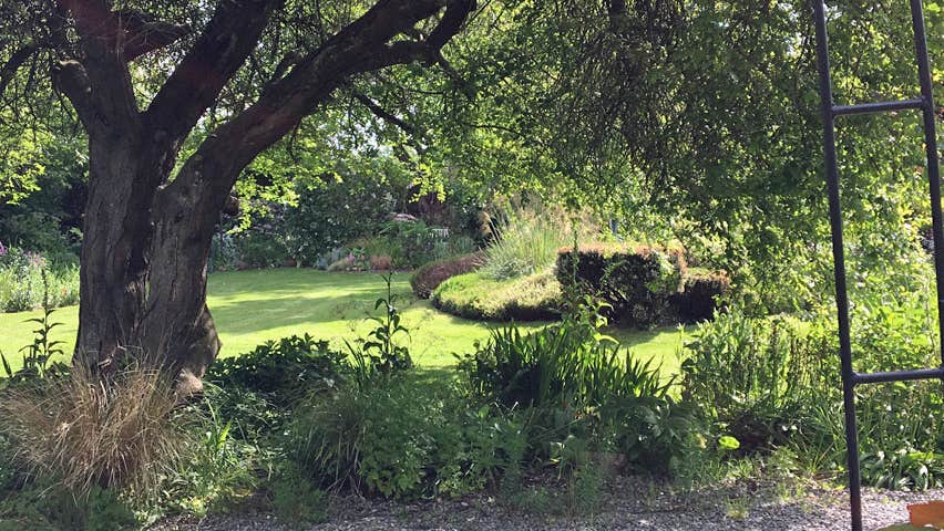 Trees and shrubs in a shaded area with a lawn in the background