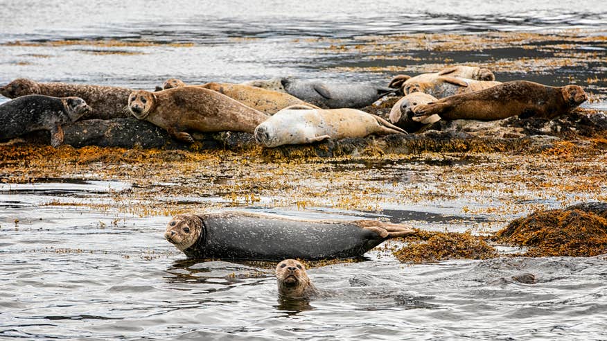 Seals in Kenmare Bay in Co Kerry