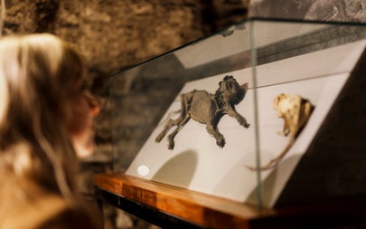 A glass display case with mummified small animals inside it