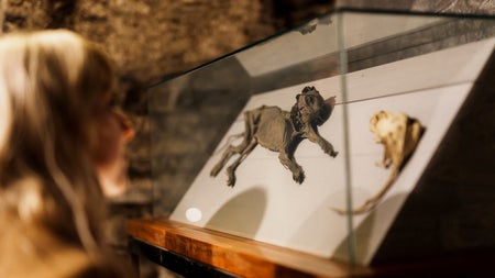 A glass display case with mummified small animals inside it