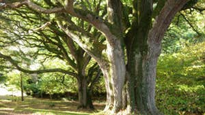 Wren’s Wood Garden