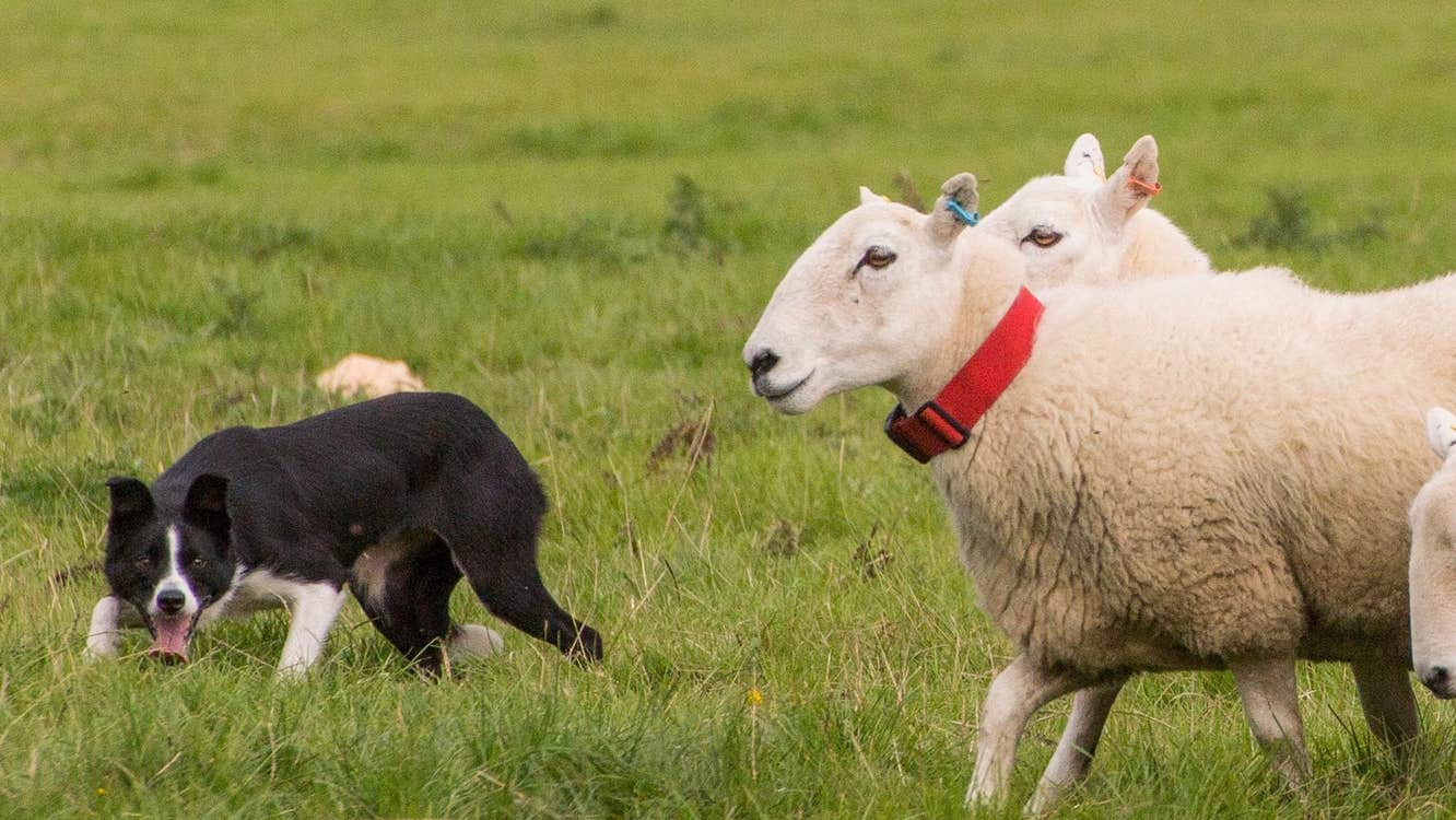 A sheepdog guiding sheep in a field