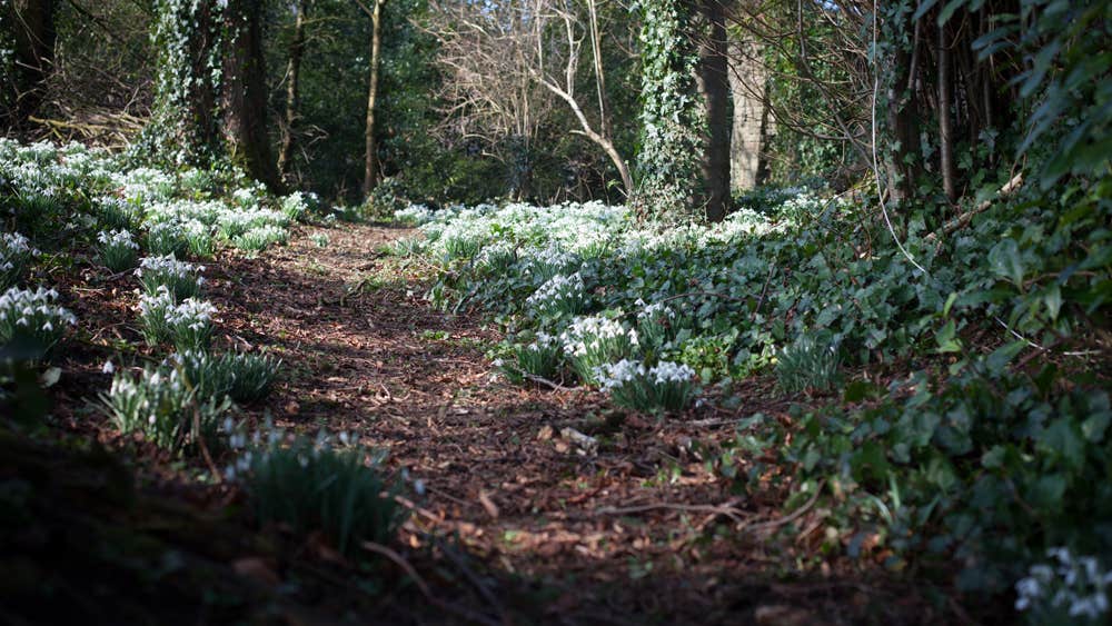 A walk through woodland with floor covered in snowdrops.