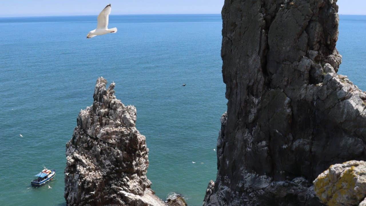 A seabird flying above dramatic rocky cliffs