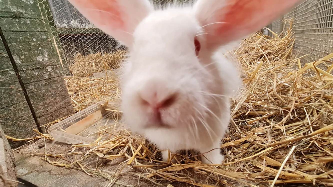 Close up view of large white rabbit on straw.