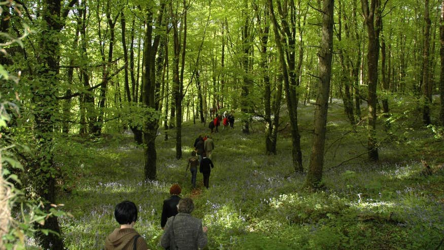 People walking through the forest in Slieve Bloom, Laois