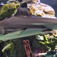 Shark tank at Sea Life Aquarium Bray