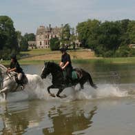Horses galloping at Castle Leslie Equestrian Centre Glaslough County Monaghan