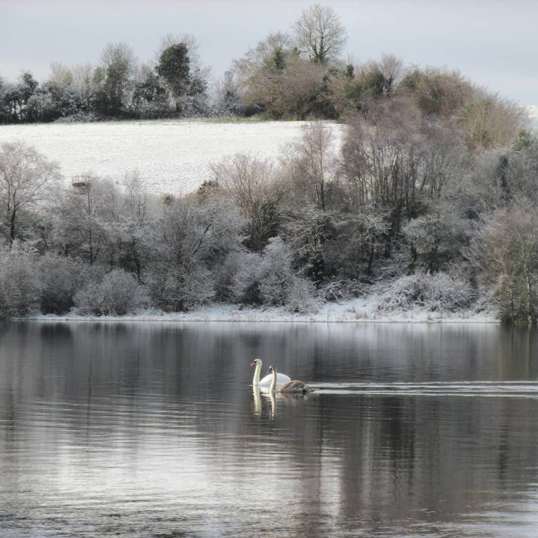 Two swans gliding on the water at Lough Gowna in Longford with snow on the hill behind them.