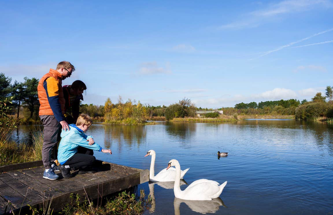A family of three feeding swans at the Lough Boora Discovery Park in County Offaly