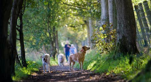 Dogs walking through Carnfunnock Country Park in Antrim.