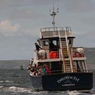 Dolphinwatch Carrigaholt