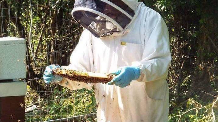 A person dressed in a white beekeeping suit with a black, mesh face covering holding the insert from a hive covered in bees and honey, outdoors with bushes in the background.