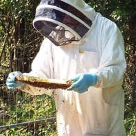 A person dressed in a white beekeeping suit with a black, mesh face covering holding the insert from a hive covered in bees and honey, outdoors with bushes in the background.