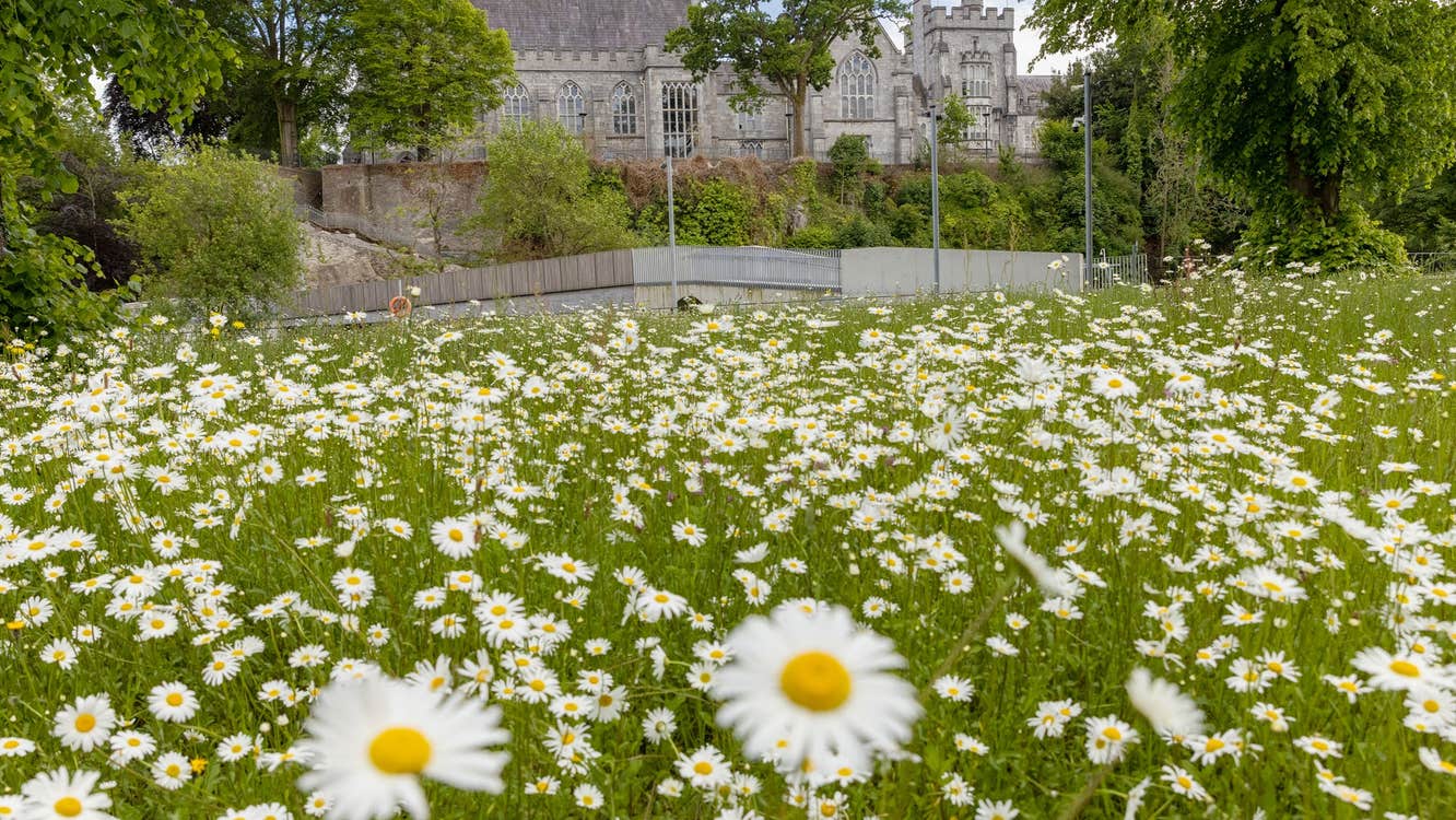 Oxeye daisies growing in the wildflower meadow at University College Cork