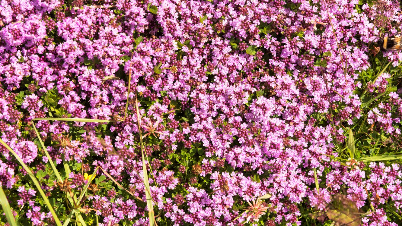 Purple flowers on Inishfree.
