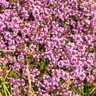 Purple flowers on Inishfree.