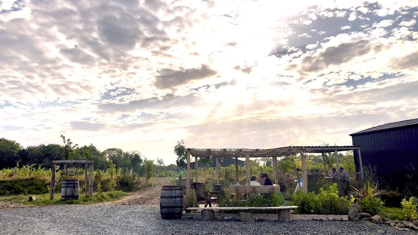 People sitting outside under a canopy beside growing grape vines