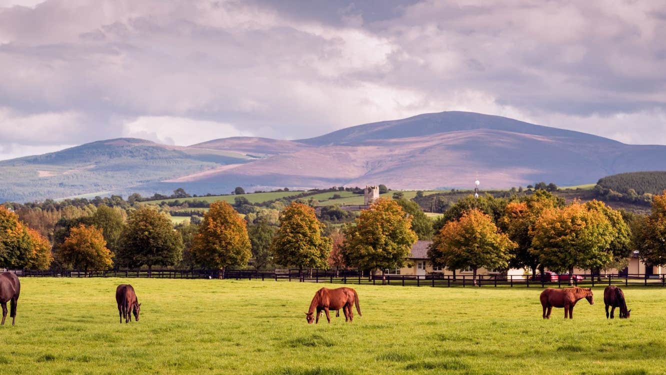 Horses grazing in a field with mountains in the background